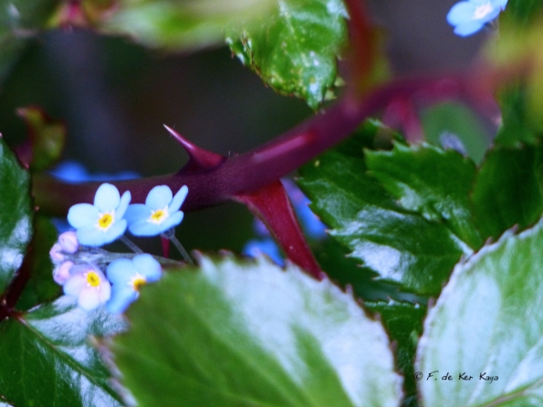Dorn Vergissmeinnicht